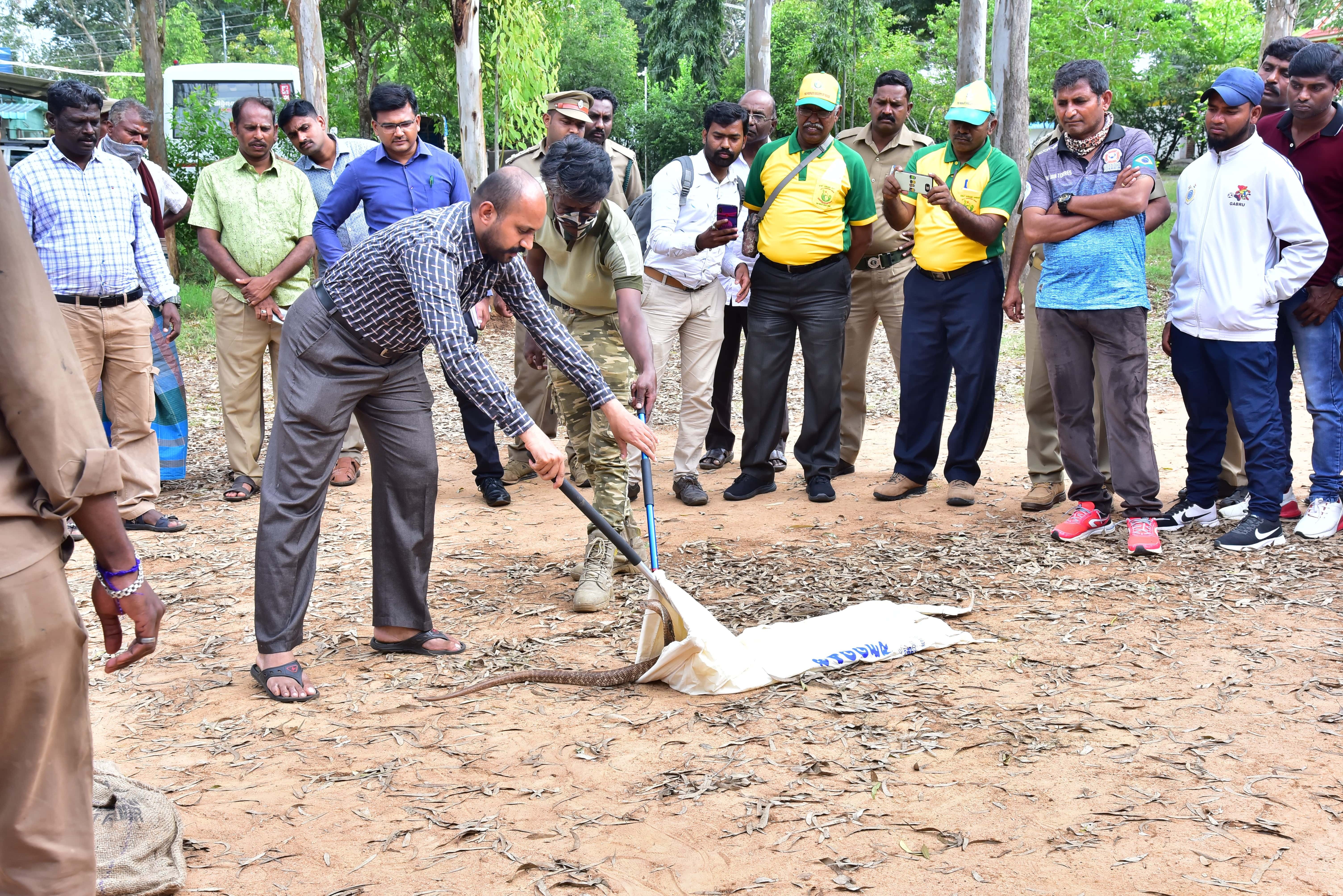 Safely putting back a Cobra assisted by David Maran